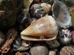 Conus miliaris