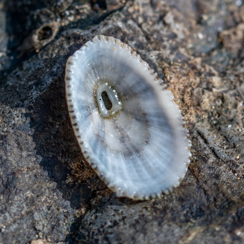 Common Keyhole Limpet