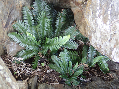 Blechnum durum
