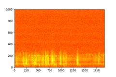 Tadarida brasiliensis