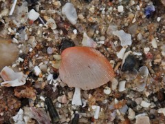 Afrocardium richardi
