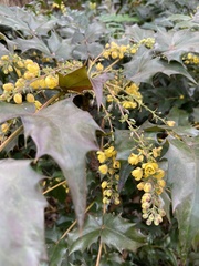 Berberis japonica