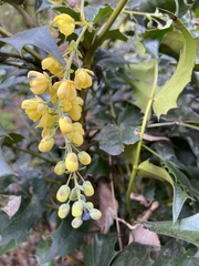 Berberis japonica