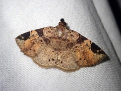 Papuacola albisigillata