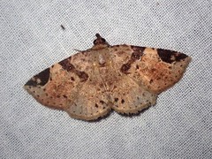 Papuacola albisigillata