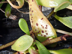 Uromyces scaevolae