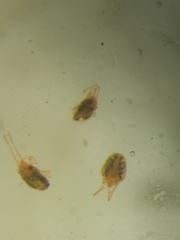 Bryobia