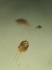 Bryobia