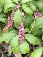 Pieris japonica