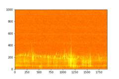 Tadarida brasiliensis