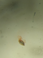 Bryobia
