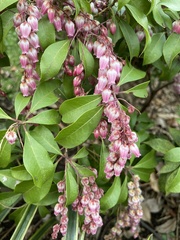 Pieris japonica