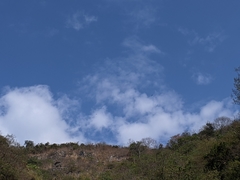 Spilornis cheela