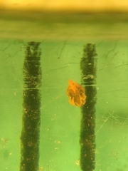 Bryobia