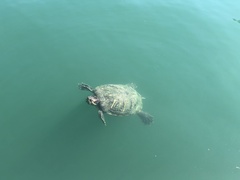 Trachemys scripta elegans