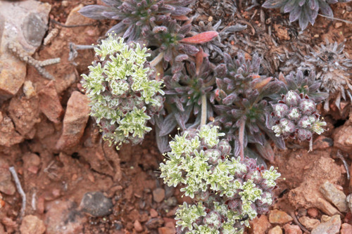 gray buckwheat (Eriogonum villiflorum)