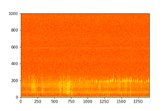 Tadarida brasiliensis