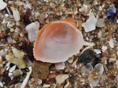 Afrocardium richardi