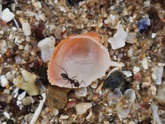 Afrocardium richardi