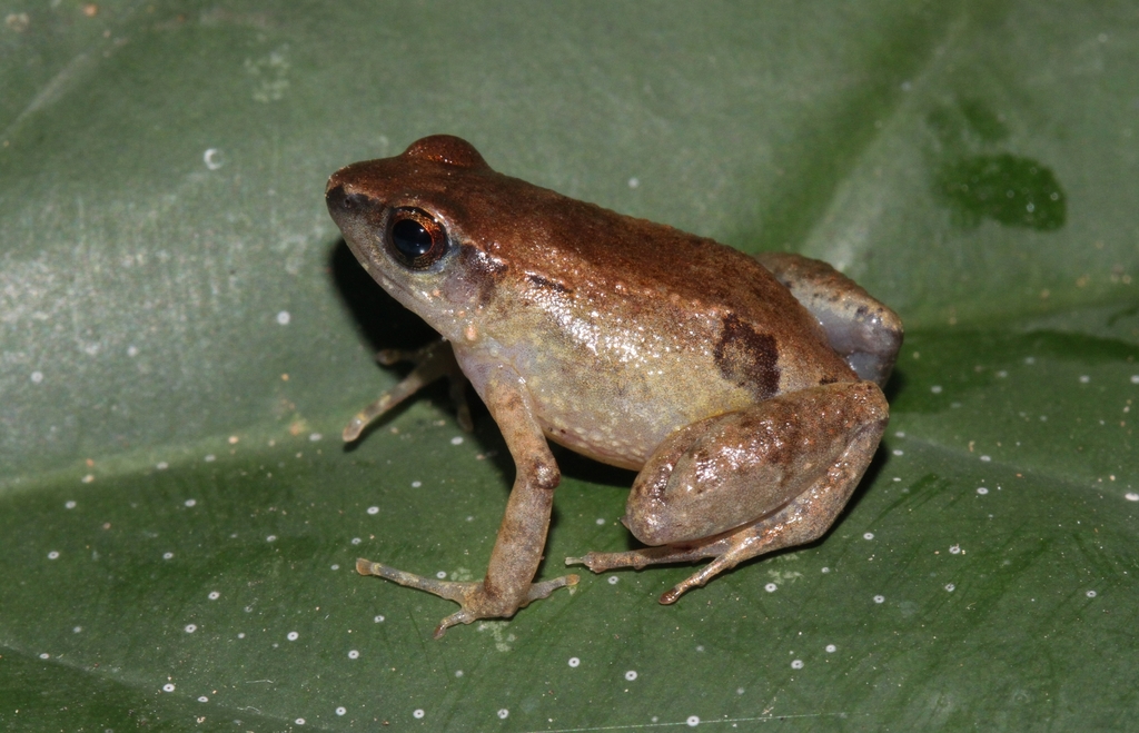 Forest Screeching Frog