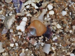 Cantharidella picturata