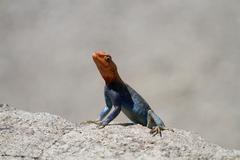 Agama dodomae