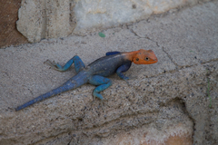 Agama dodomae