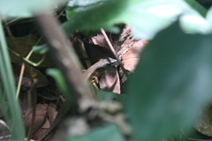 Trachylepis albilabris image