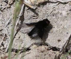 Chalcochiton pallasii