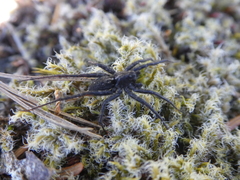 Pardosa vancouveri