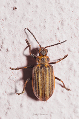 Neolochmaea brevicornis