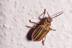 Neolochmaea brevicornis