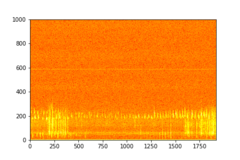 Tadarida brasiliensis
