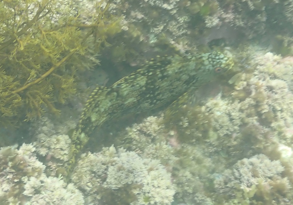Cockatoo Fish