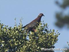 Patagioenas araucana