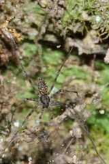 Nanocambridgea gracilipes