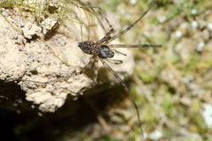 Nanocambridgea gracilipes