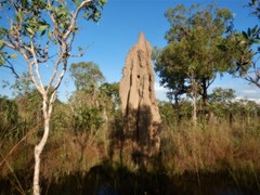 Nasutitermes triodiae