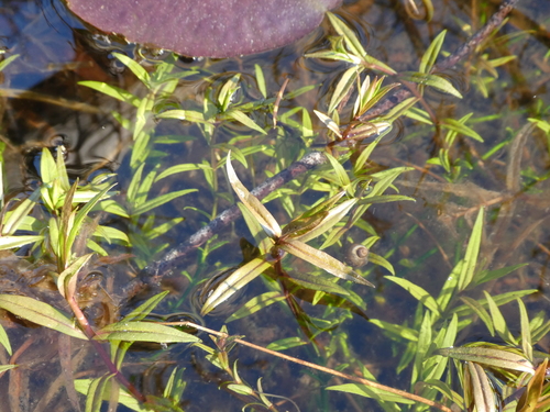 Veronica scutellata iNat (1)