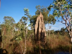 Nasutitermes triodiae