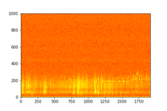 Tadarida brasiliensis
