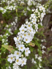 Spiraea thunbergii