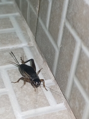 Insecta