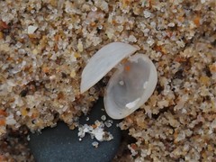 Scintillula solida