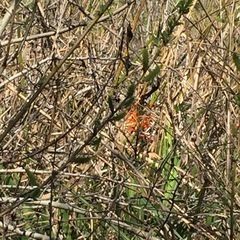 Chasmanthe floribunda