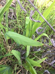 Chasmanthe floribunda
