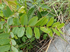 Albizia kalkora