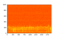Tadarida brasiliensis