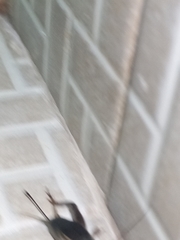 Insecta