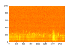 Tadarida brasiliensis